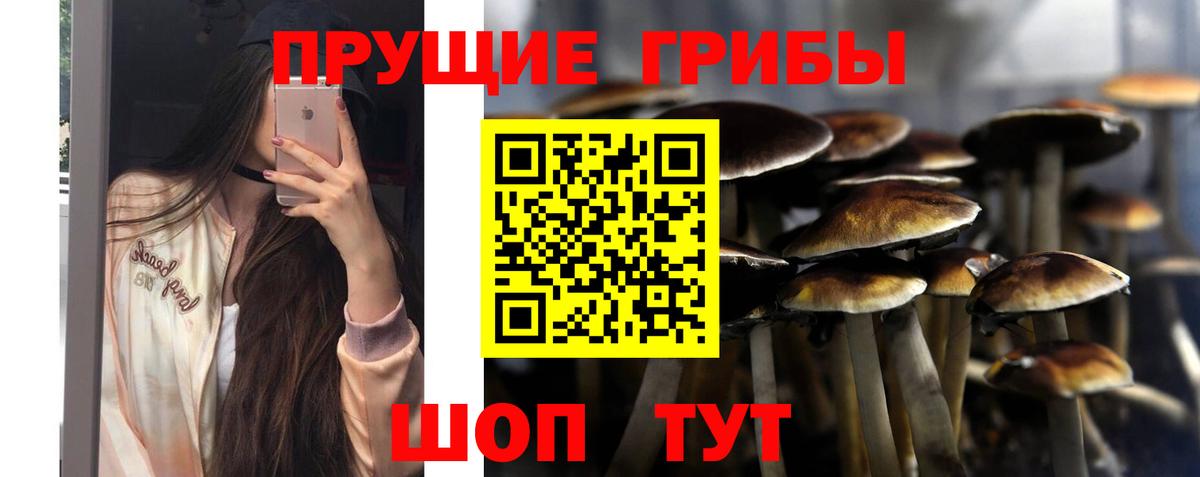 Псилоцибиновые грибы Cubensis Кострома